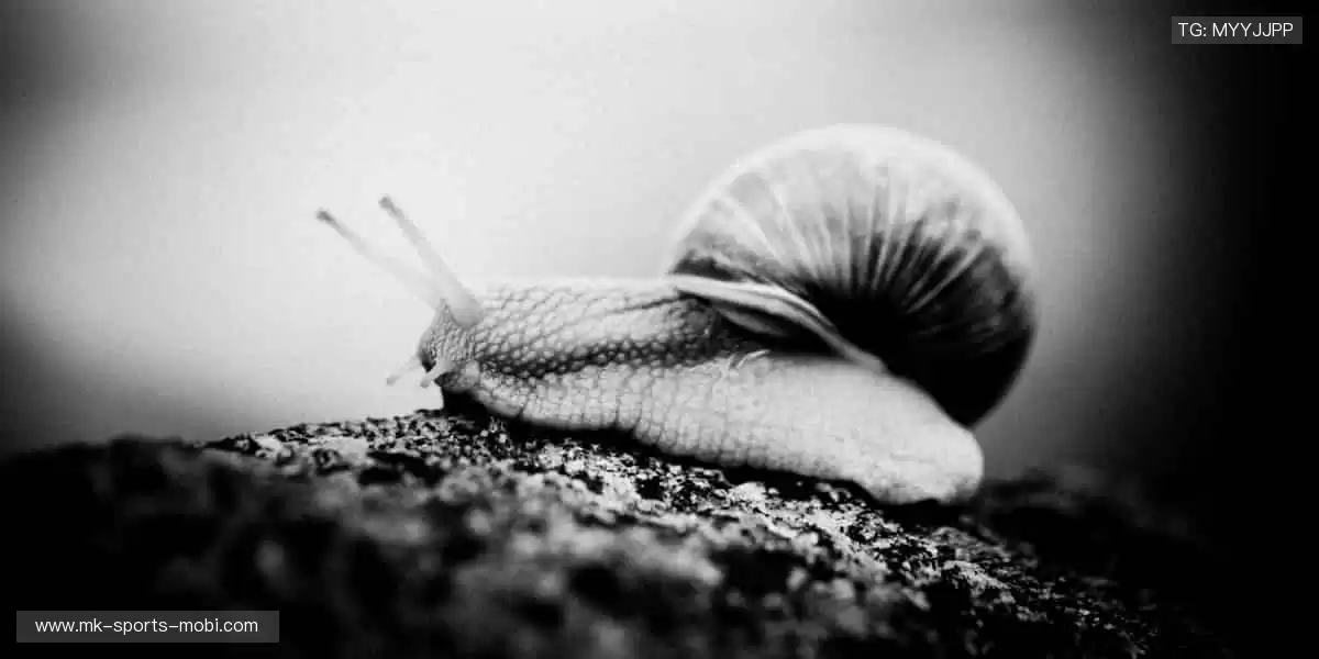 📱实时弹幕,全球球迷在线狂欢!💬